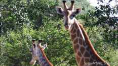 SANGO Wildlife Lodge - Zimbabwe